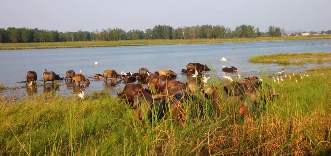 一脚踏进蛮荒地：这里有牛阵，鹭群，巴水河，长草滩