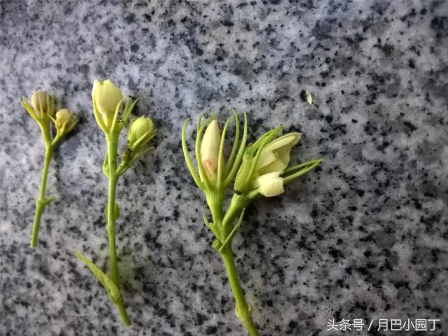 茉莉黄叶掉花苞怎样挽救,茉莉长黄叶黑枝