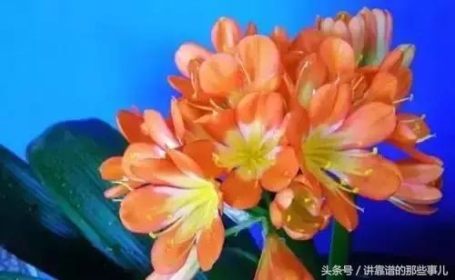 美极了樱花盛开图片,中国各市的市花大全