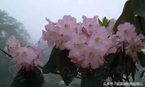 美极了樱花盛开图片,中国各市的市花大全