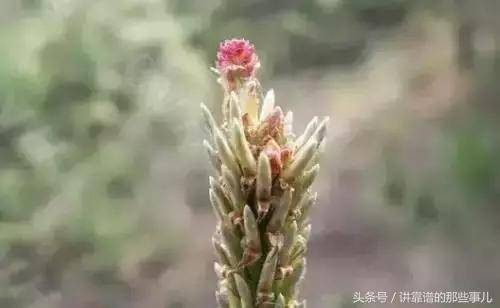 美极了樱花盛开图片,中国各市的市花大全