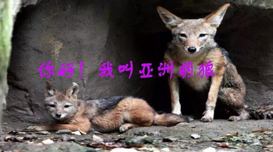 激动中国,激动中国的视频