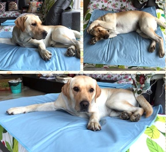 冰垫真的有降温效果吗,夏季冰凉垫降温神器