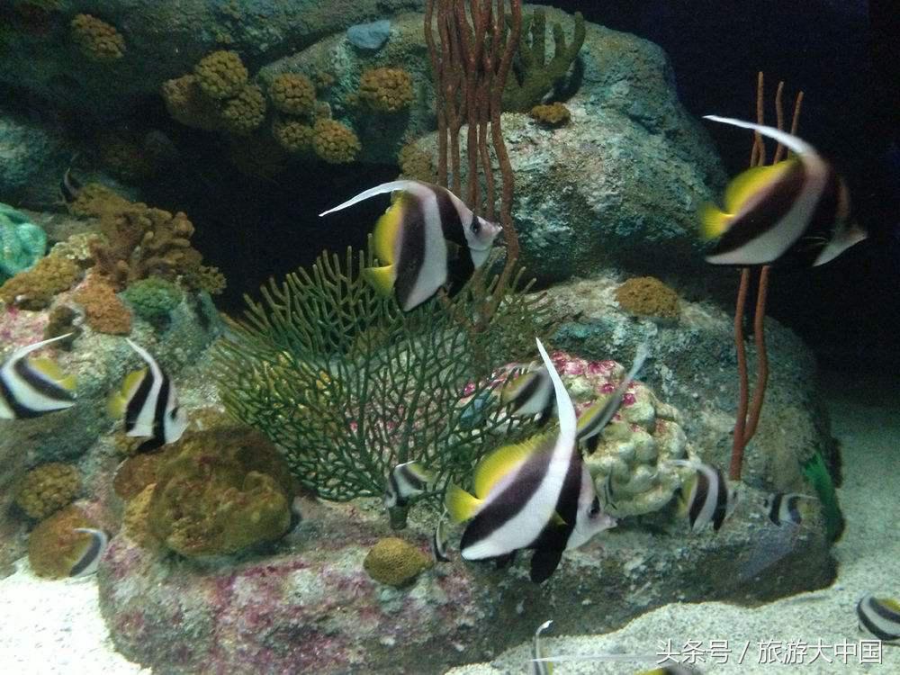 泰国普吉岛十大潜水景点介绍,泰国普吉十大潜水景点排名第一名