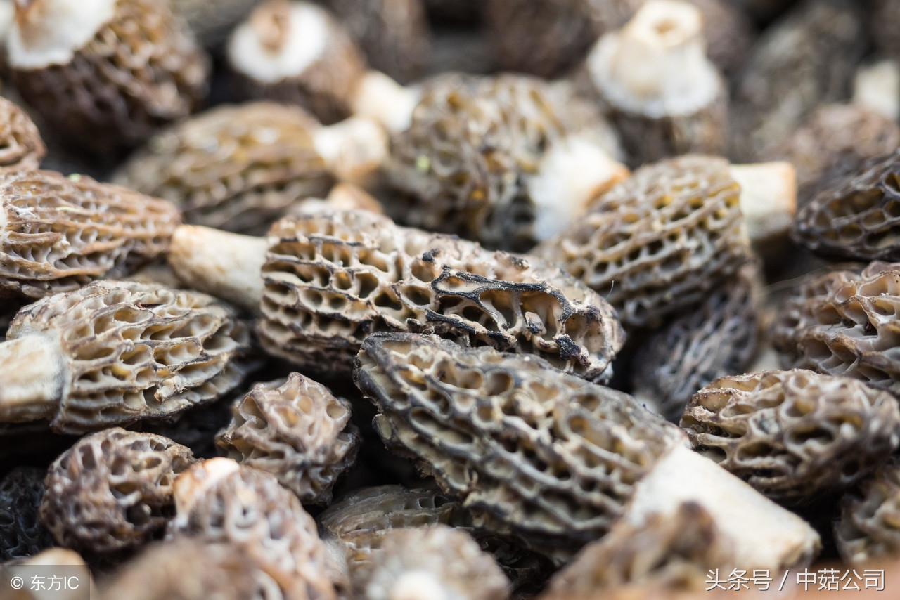 羊肚菌赚钱吗,羊肚菌属于十大暴利行业吗