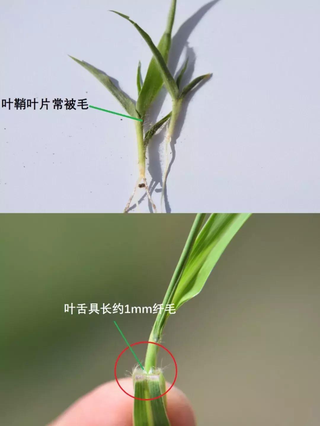 怎样辨别小麦田禾本科杂草,水稻杂草幼苗怎么鉴别