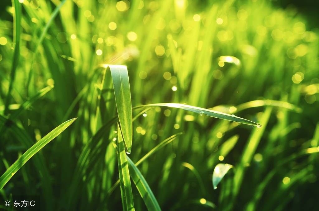 野钓大草鱼用什么竿,野钓大草鱼用什么鱼饵好