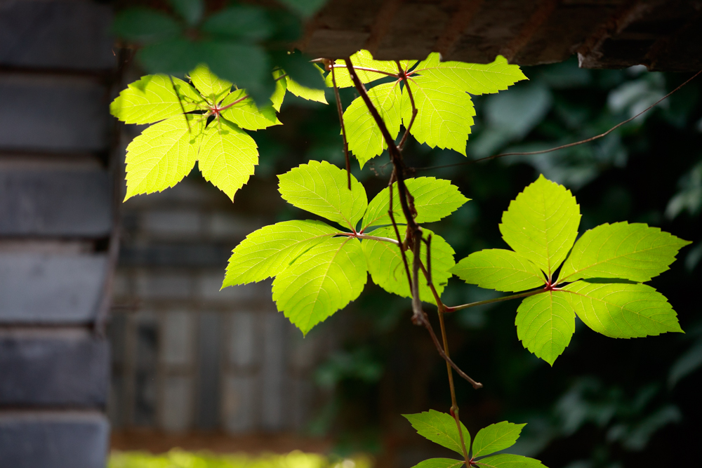 佳能ef70-200mmf2.8评测,佳能ef70-200mmf2.8测评