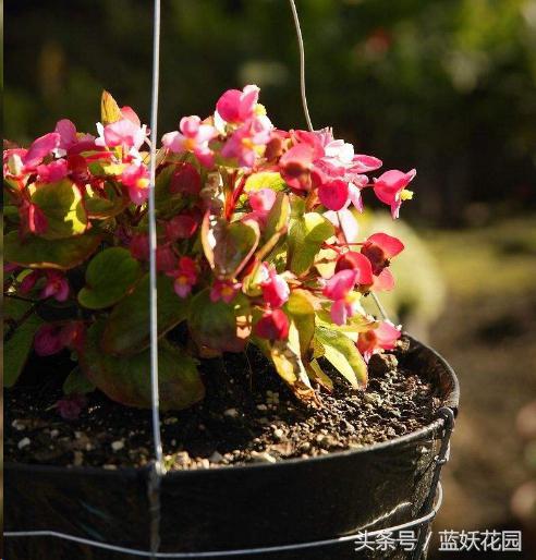 阳台上的花长虫子怎么治,阳台上的虫子怎么消灭