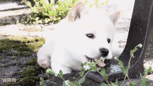 狗狗搞破坏是给主人引起注意吗,怎么阻止狗狗在家搞破坏