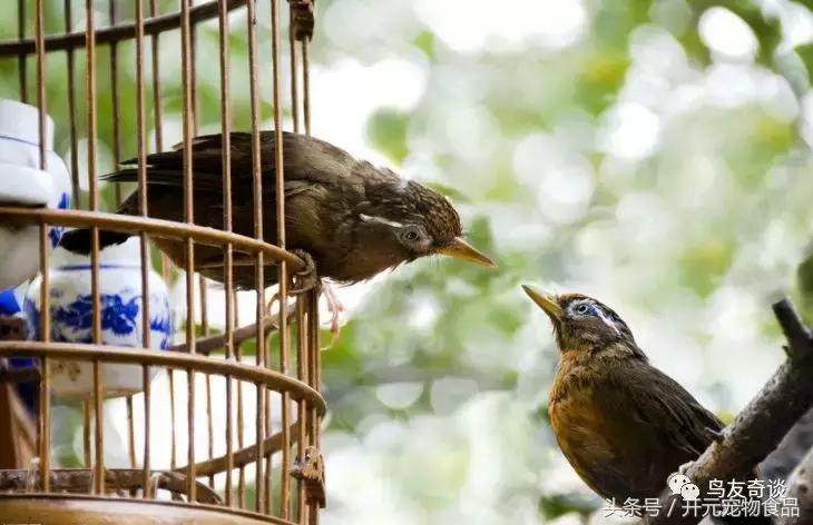 画眉入门知识,画眉基本知识