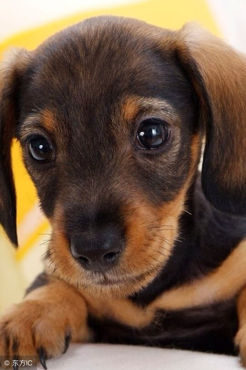 十种记仇的狗法国斗牛犬,可爱无比的狗斗牛犬