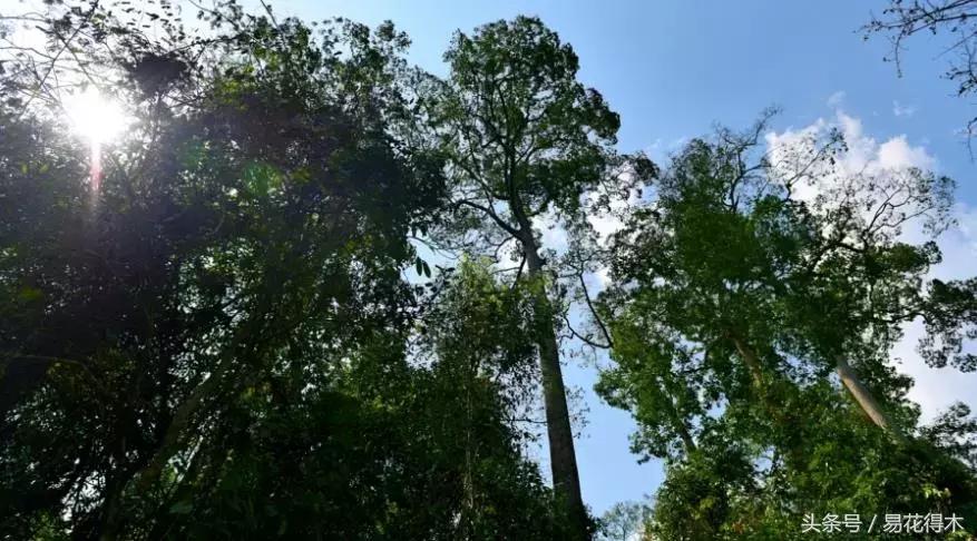 濒临灭绝的珍稀植物,世界珍稀濒危植物三大旗舰种