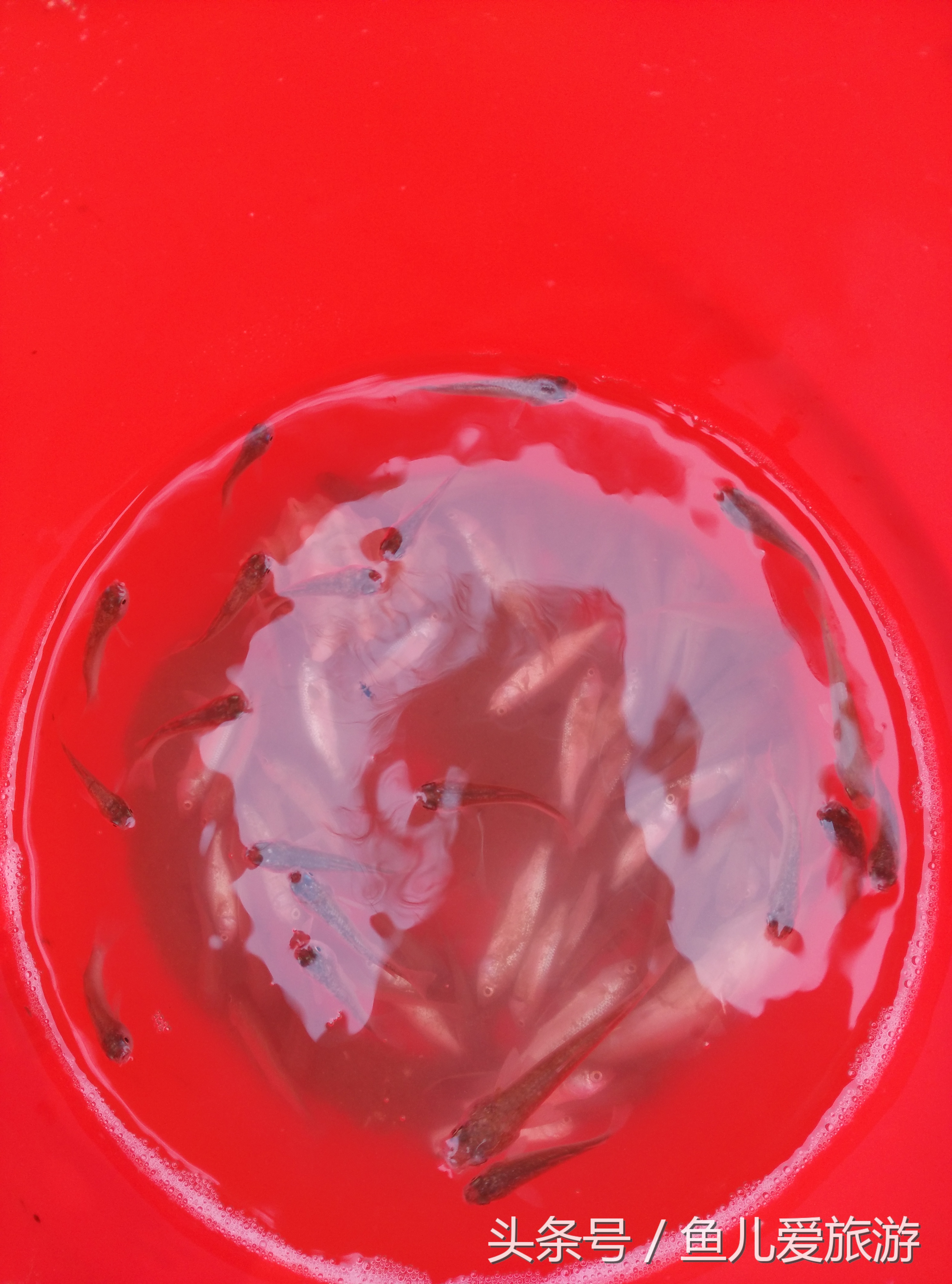 东疆港和北戴河哪个好玩,两宝妈带孩子自驾游