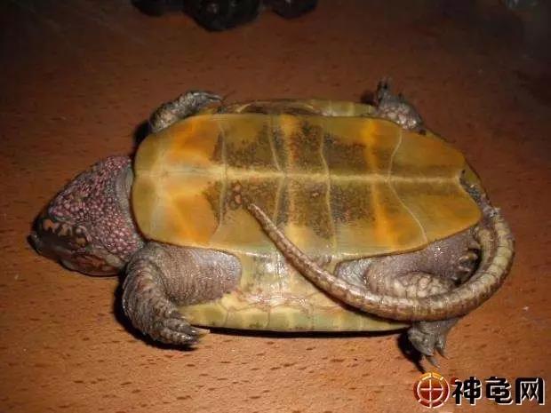 夏天乌龟中暑的症状,露台养龟如何防中暑