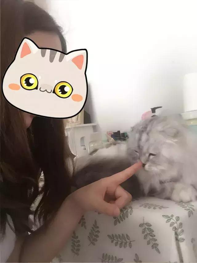 猫记仇的表现视频,猫记仇怎么消除