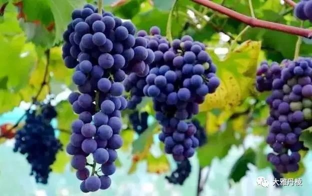 时下最火水果上线，从舌尖到心间的清甜，只等你来丹棱赴这场紫色约会！