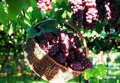 时下最火水果上线，从舌尖到心间的清甜，只等你来丹棱赴这场紫色约会！