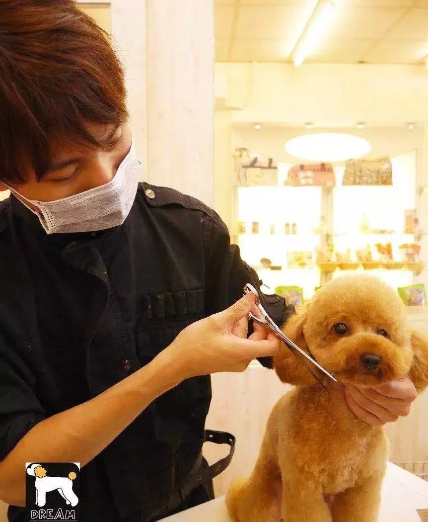 宠物店给宠物美容挣钱吗,宠物美容店一年真实利润