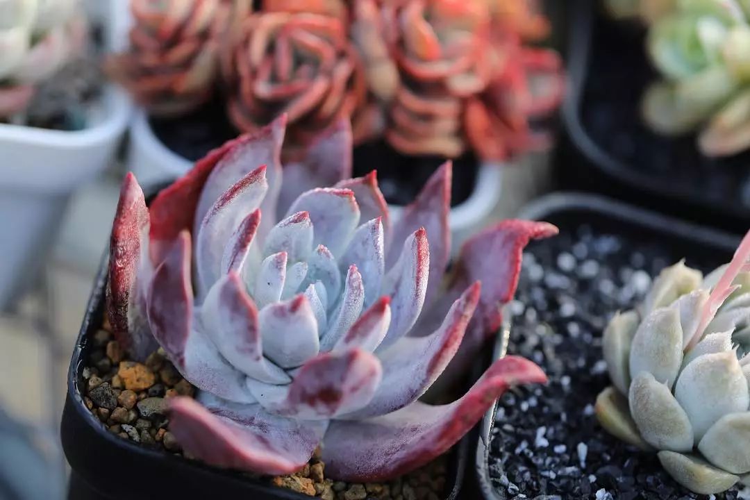 偷了价值10万的多肉,偷多肉可耻吗