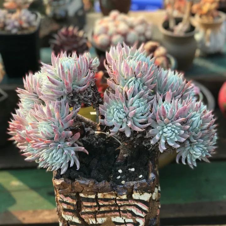 偷了价值10万的多肉,偷多肉可耻吗