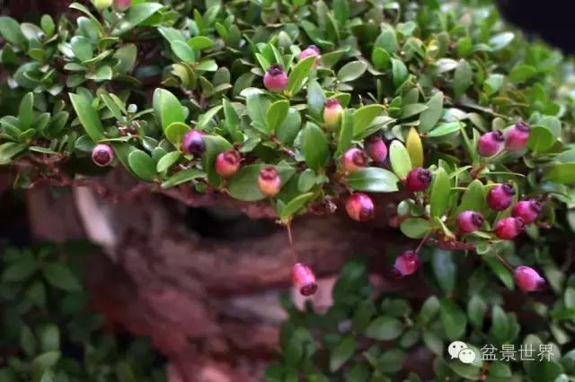 盆景是中国的名片看看浪漫的法国人怎样玩盆景