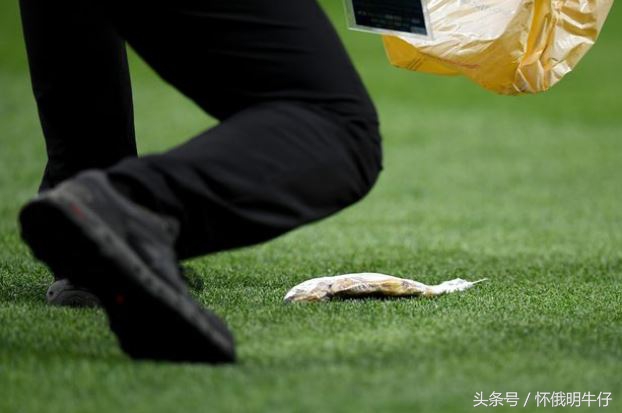 英格兰被罚点球,英格兰被罚任意球为什么要躺下