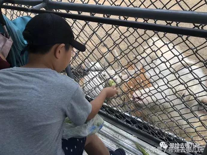 长隆野生动物园一日游简单攻略,长隆野生动物园两天一晚游玩攻略