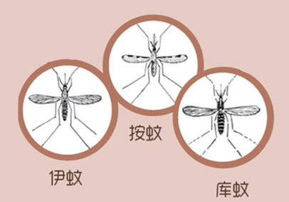 夏天孕妈妈用什么可以避免蚊子咬,孕妇被蚊子咬了怎么养宝宝