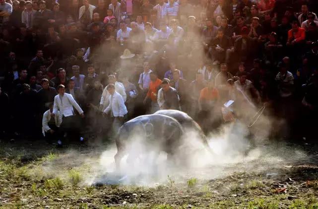 贵州黔东南斗牛赛好热闹,贵州凯里斗牛大赛时间表
