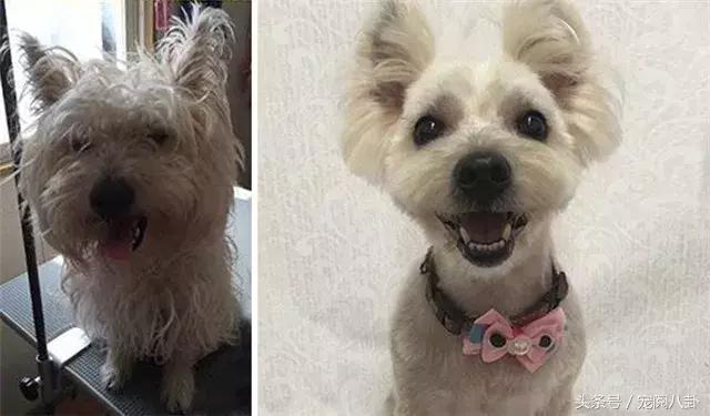 你这个*子骗**狗，明明长得这么好看……