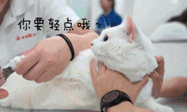 新手养猫攻略3年养猫经验分享,新手养猫攻略养猫课代表