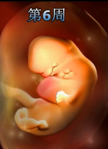 胎儿发育震撼照片,最全胎儿发育图