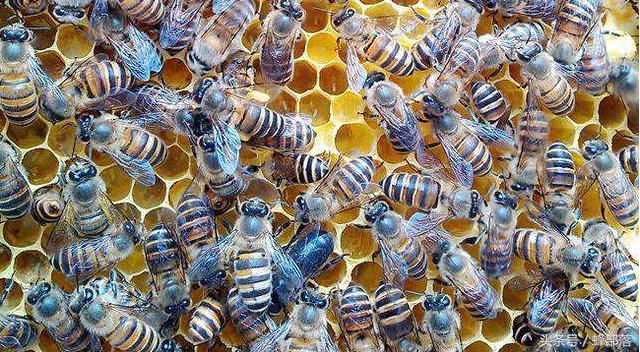 怎样养蜂才能防止返巢虫害,新手养蜂如何避免蜜蜂飞逃