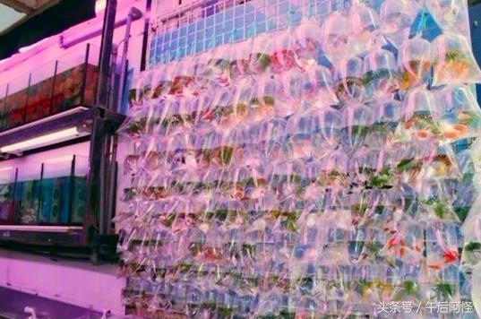 整理帖｜中国这两个拥有马卡龙配色的海滨城市，5天自由行就搞定