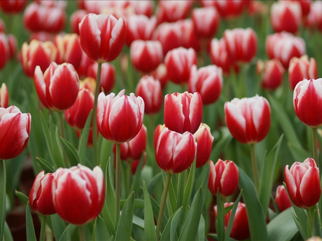 郁金香花卉了解,郁金香的习性和特点