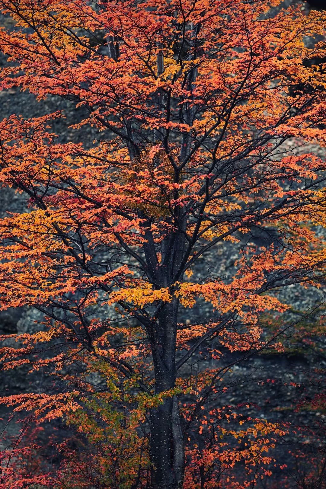 “正因为遥远又荒凉，我才选择去巴塔哥尼亚”