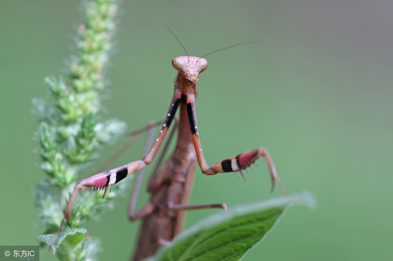 仿写昆虫备忘录写一种昆虫300字,昆虫备忘录没见过的昆虫