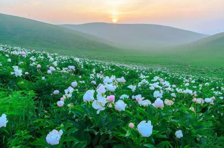 登飞虎山看桂桥花海「蔡金权」