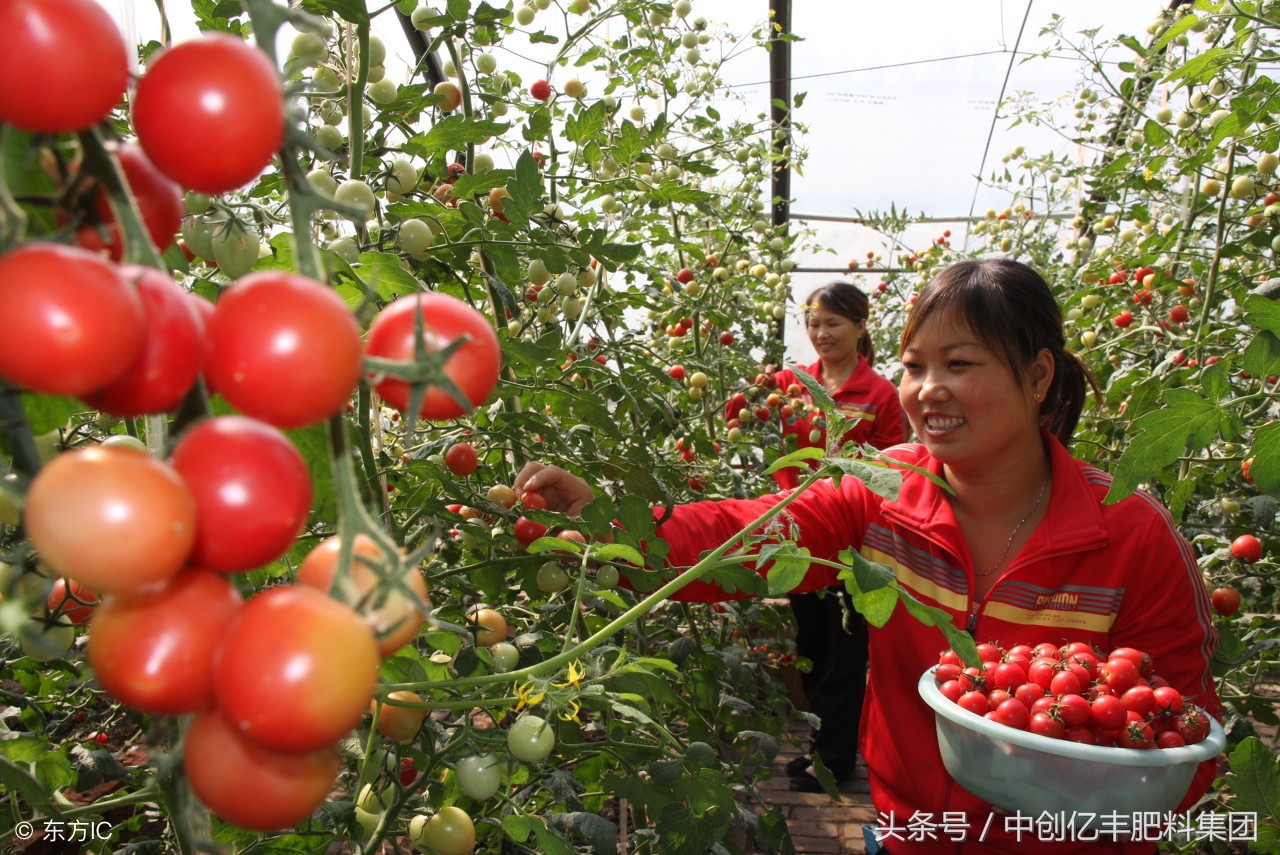 番茄苗根部有啥虫害,番茄潜叶蛾虫害防治