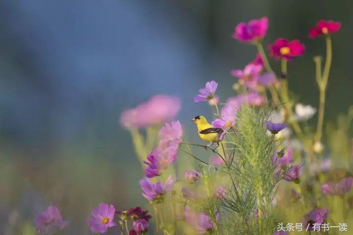 徐志摩最美的六首诗歌原文,徐志摩最美十首诗朗诵