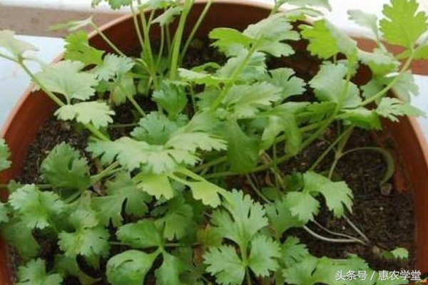 香菜的病虫害及防治方法,香菜病虫害图谱与防治方法