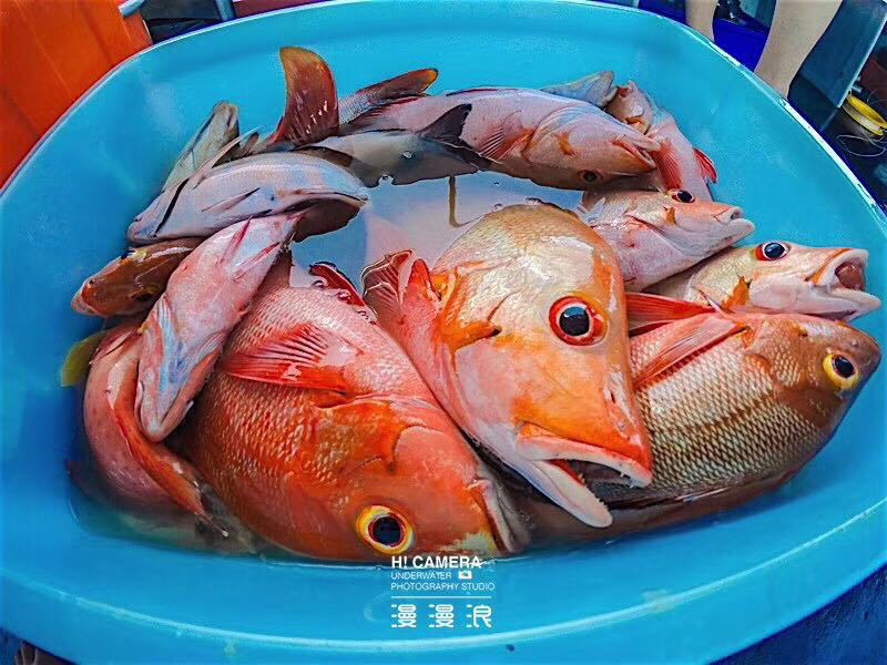 帕劳出游攻略第二天,帕劳最全攻略详细