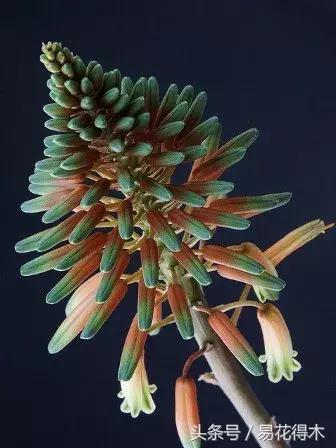 所有的芦荟都可以美容,什么样的芦荟不可以美容用