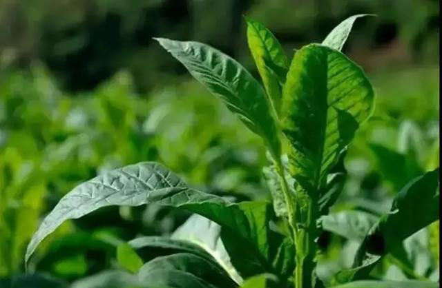 磷酸二氢钾在农作物的使用方法 (磷酸二氢钾各种作物怎么使用)