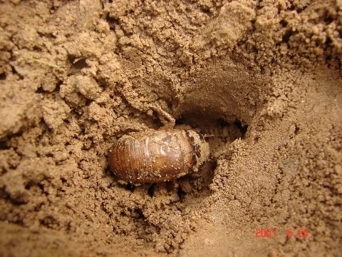 不同年龄段的童年回忆,你们的童年回忆是什么样