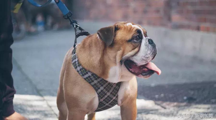 去香港超过7天罚款吗,最近去香港的最新政策