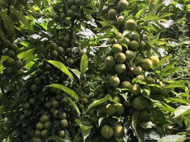 相约盛夏七月，康养汶川的李子熟了！花椒红了！