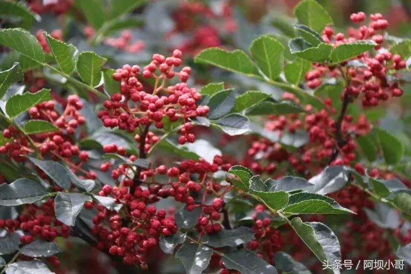 相约盛夏七月，康养汶川的李子熟了！花椒红了！