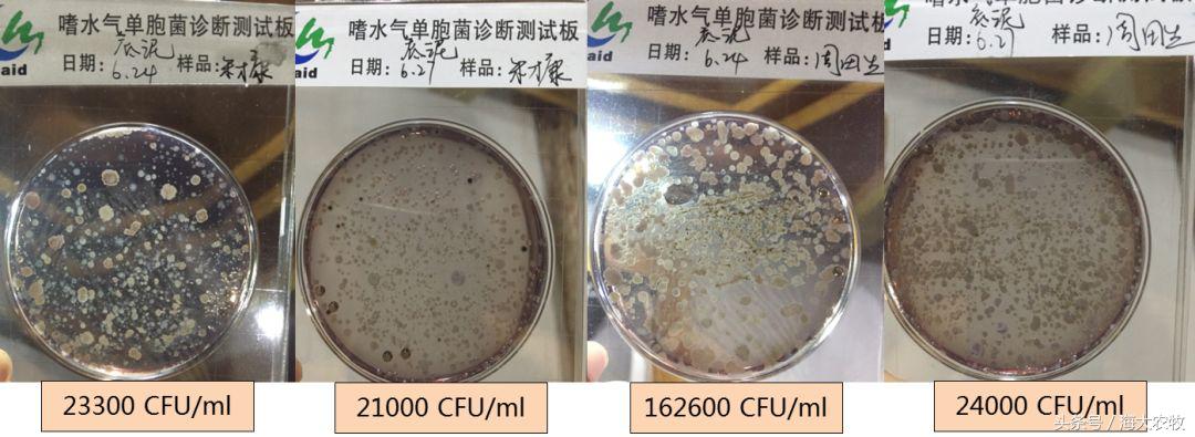 变天鱼起浮,变天鱼都浮水面怎么回事